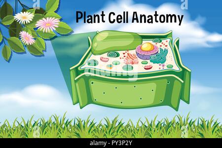 Pflanzenzelle Anatomie Diagramm Abbildung Stock Vektor