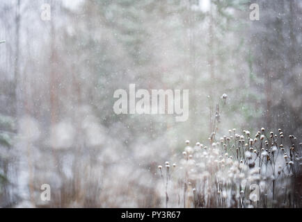 Heartleaf Oxeye (Telekia speciosa) Samenköpfe im Winter Schneefall. Selektiver Fokus und flache Tiefenschärfe. Stockfoto