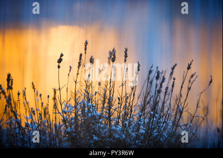 Lavendel (Lavandula angustifolia) im Winter gegen Fenster leuchten. Selektiver Fokus und flache Tiefenschärfe. Stockfoto
