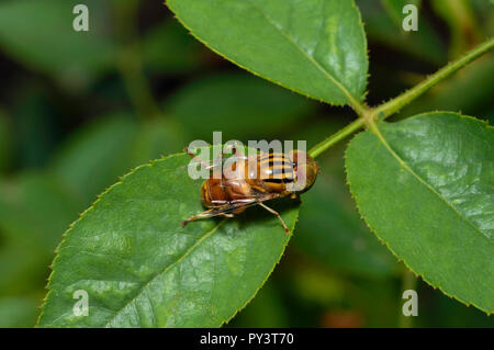 Drohne Fliegen, Eristalinus punctulatus Close up in der Nähe von Pune, Maharashtra. Stockfoto