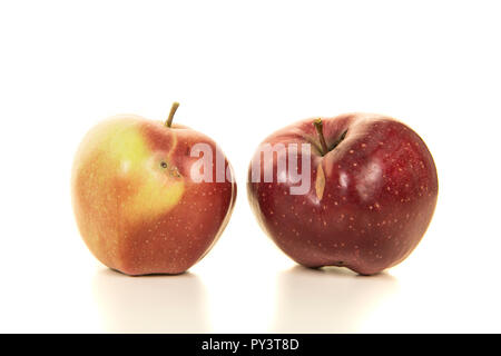 Zwei biologische, organische, rote Äpfel mit einigen kleinen Störungen auf weißem Hintergrund Stockfoto