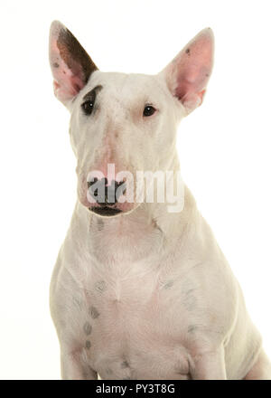 Cute Bull Terrier Portrait an Kamera von vorne auf einem weißen Hintergrund isoliert gesehen suchen Stockfoto