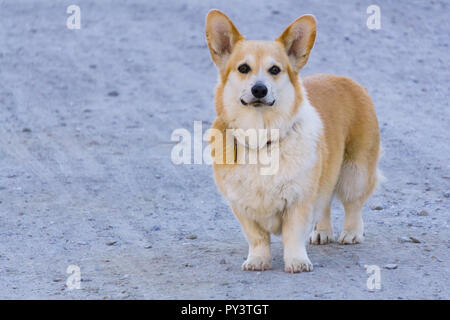 Pembroke Welsh Corgi Hund Stockfoto