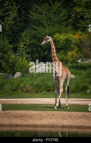 Giraffe im Parc de la Tête d'Or Zoo, Lyon Stockfoto