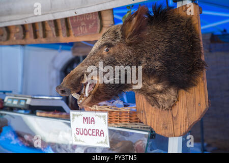 Wildschwein Kopf meine Schwiegermutter Stockfoto