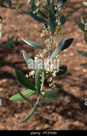 Italien, Apulien, Olivenbäume, Blüte Stockfoto