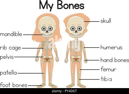 Meine Knochen Diagramm mit zwei Kindern Abbildung Stock Vektor