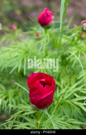 Pfingstrose tenuifolia Stockfoto