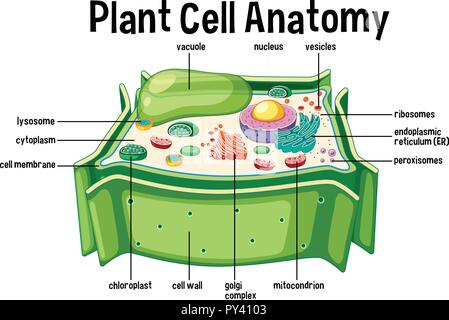 Pflanzenzelle Anatomie Diagramm Abbildung Stock Vektor