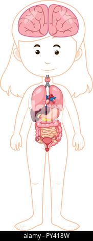 Körper einer Frau und Illustration Organe Stock Vektor