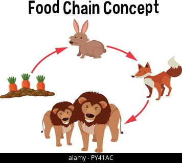 Food Chain Konzept Diagramm Abbildung Stock Vektor