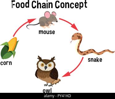 Food Chain Konzept Diagramm Abbildung Stock Vektor