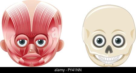 Menschliches Gesicht Anatomie und Schädel Abbildung Stock Vektor