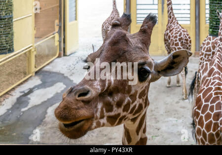 Closeup Portrait von netzgiraffe (Giraffa Camelopardalis reticulata), auch als die somalischen Giraffe bekannt. Stockfoto