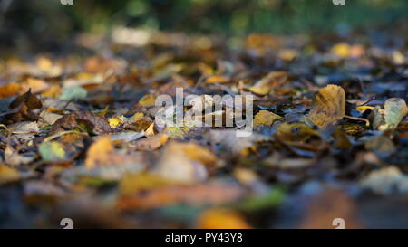 Braun und Gelb Herbst Blätter auf dem Boden in einem Wald Stockfoto