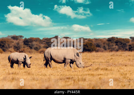 Rhino Familie, Mutter mit Baby von breitmaulnashorn Khama Rhino Sanctuary Reservierung, Botswana Safari Wildlife, wildes Tier in der Natur Lebensraum. Thi Stockfoto