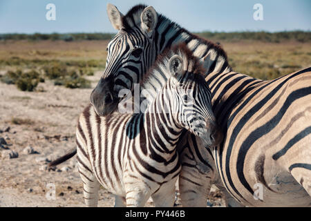 Schöne abgestreift Zebra und Kalb im afrikanischen Busch. Etosha Wildreservat, Namibia, Afrika Safari Wildlife. Wildes Tier in der Natur Lebensraum. Dies ist Af Stockfoto