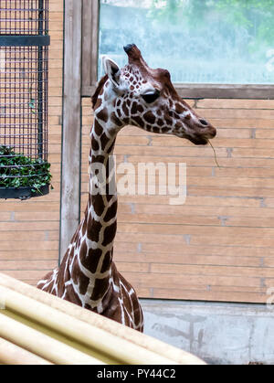 Netzgiraffe (Giraffa Camelopardalis reticulata), auch bekannt als der somalischen Giraffe auf der rechten Seite. Stockfoto