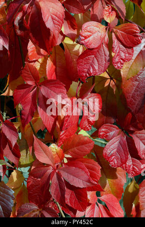 Boston Efeu, Parthenocissus tricuspidata Veitchii, im Herbst wächst an einer Wand Stockfoto