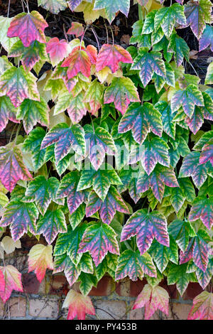 Boston Efeu, Parthenocissus tricuspidata, auch genannt grape Ivy, und Japanische Efeu, oder Japanischen Kriechgang und durch den Namen Woodbine Stockfoto