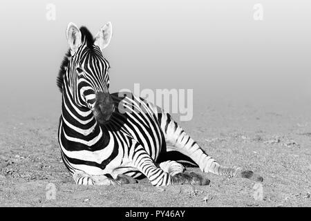 Zebra Ausruhen nach einem Drink in den Krüger National Park, Südafrika Stockfoto