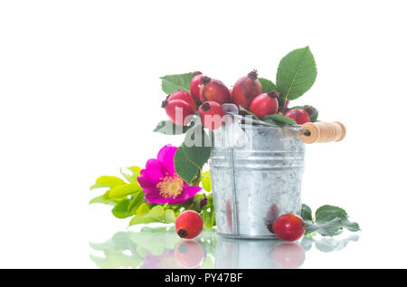 Red briar Beeren auf einem Zweig auf weißem Hintergrund Reif Stockfoto