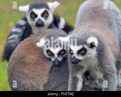 Ringschwanz-Lemur catta. Stockfoto