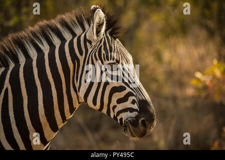 Atemberaubende Zebra portrait in Südafrika Stockfoto