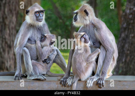 Langur Affen in Sri Lanka Stockfoto