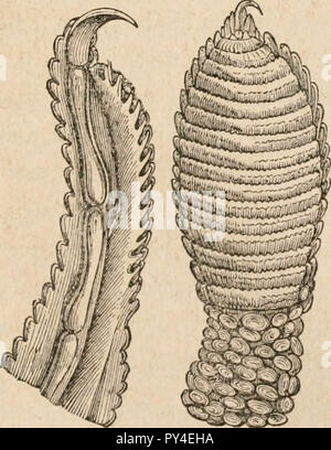 "Tierischen und pflanzlichen Physiologie, mit Bezug auf die natürliche Theologie" (1836) Stockfoto