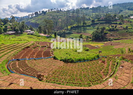Landwirtschaftliche Felder in Sri Lanka Stockfoto