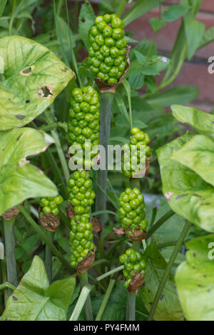 Unreife grüne Früchte oder Beeren auf wild Arum, Kuckuck Pint oder Lords und Ladies, Arum maculatum, Berkshire, Juni Stockfoto