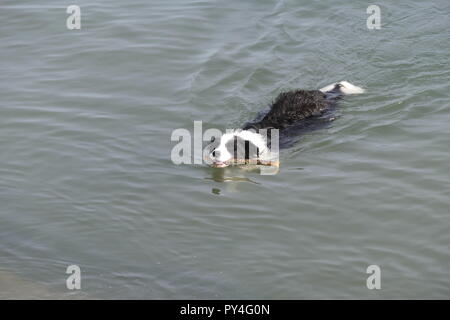 Hund schwimmen im Meer mit Stock im Mund Stockfoto