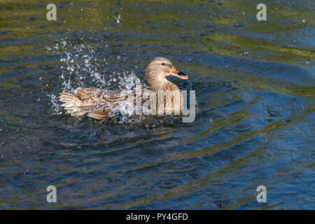 Weibliche stockente Ente waschen und Spritzwasser. Stockfoto