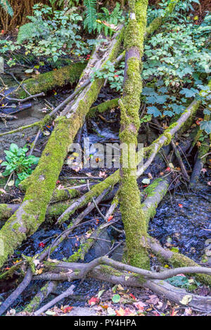 Zweige mit Moos lag in einem kleinen Bach in Burien, Washington. Stockfoto