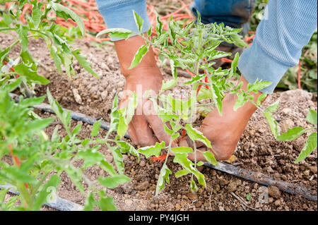 Hände das Einpflanzen einer Tomate in einem Garten. Stockfoto