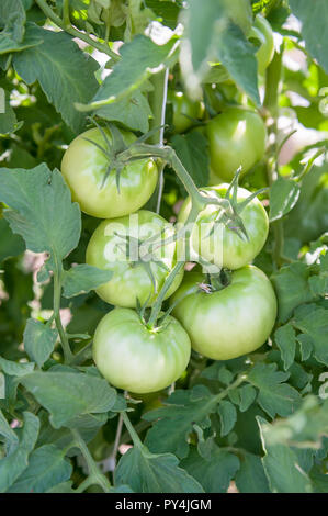 Grüne Tomaten auf der Weinstock im Garten wächst. Stockfoto