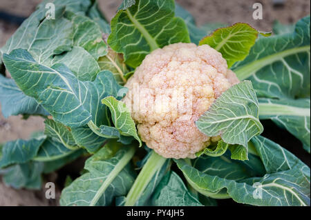 Blumenkohl Kopf in einem Feld. Stockfoto