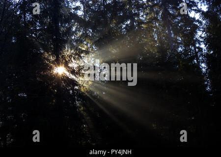 Sonnenstrahlen durch die Bäume in den Wald eindringen Stockfoto