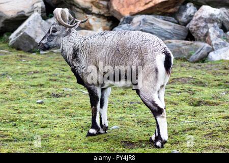 Ein schönes Tier der Gattung der Rams mit dicker Wolle von grauer Farbe und großen verdrehten Hörnern spaziergang Weide in felsigem Gelände. Tiere leben in der RESER Stockfoto