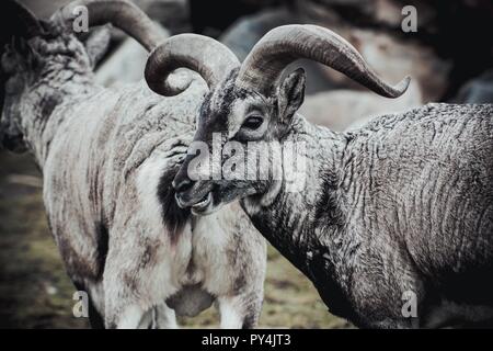 Ein schönes Tier der Gattung der Rams mit dicker Wolle von grauer Farbe und großen verdrehten Hörnern spaziergang Weide in felsigem Gelände. Tiere leben in der RESER Stockfoto