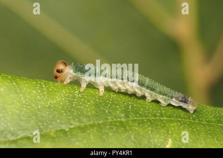 Sawfly Larve (Nematinus luteus) auf Erle Blatt. Tipperary, Irland Stockfoto