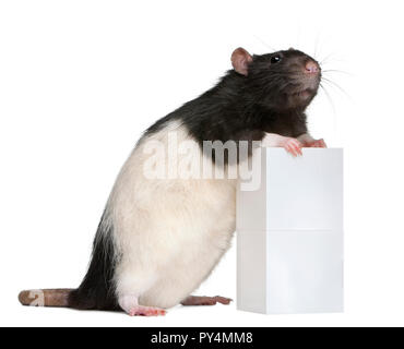 Ausgefallene Ratte, 1 Jahr alt, gegen Kästchen vor weißem Hintergrund Stockfoto