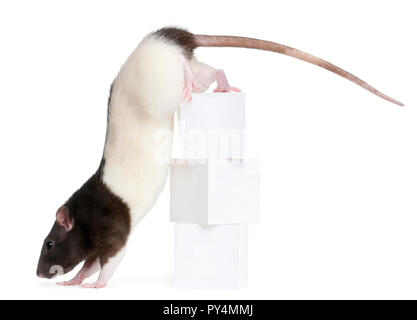 Fancy Ratte, 1 Jahr alt, Klettern aus Kisten vor weißem Hintergrund Stockfoto