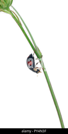 Asiatische Dame Käfer, oder Japanischen Marienkäfer oder der Harlequin Marienkäfer, Harmonia axyridis, auf Anlage vor weißem Hintergrund Stockfoto