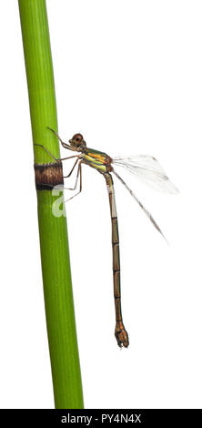 Willow Emerald Damselfly oder der westlichen Willow Spreadwing, Lestes viridis, auf pflanzlichen Stammzellen vor weißem Hintergrund Stockfoto