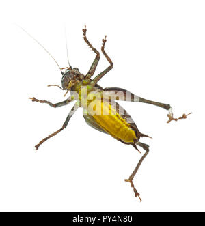 Männliche Schild - Zurück Katydid, Platycleis tessellata, vor weißem Hintergrund Stockfoto