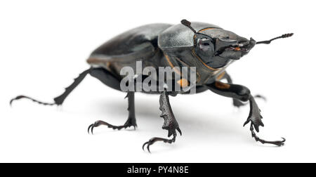 Weibliche Lucanus cervus, der bekanntesten Arten der Hirschkäfer, vor weißem Hintergrund Stockfoto