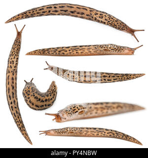 Leopard Slug - limax Maximus, vor weißem Hintergrund Stockfoto