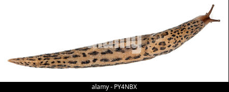 Leopard Slug - limax Maximus, vor weißem Hintergrund Stockfoto
